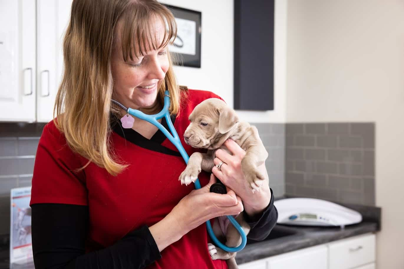 Lowell store veterinary clinic